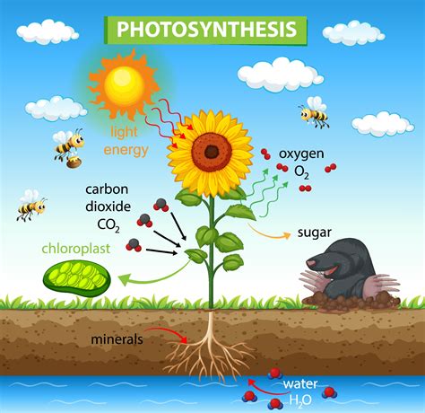 Diagram showing process of photosynthesis in plant 1949369 Vector Art ...