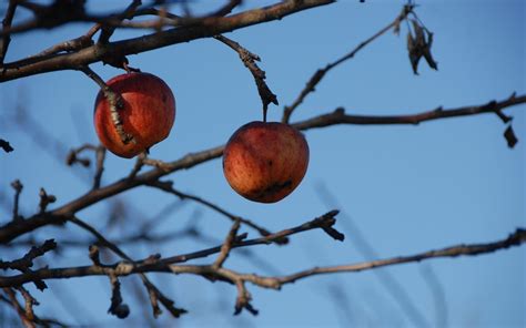 Top How To Prune Fruit Tree