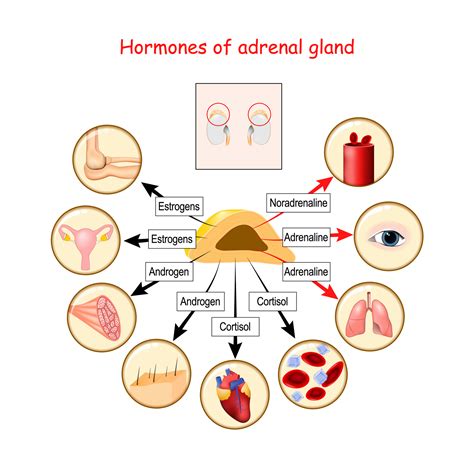 Gland That Produces Epinephrine Wizardasl