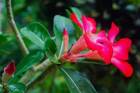 Red adenium flower with water drop, Bunga kamboja jepang merah 18740367 ...