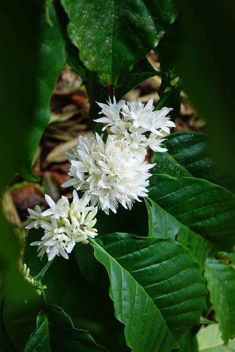 Coffee Tree Blossom with White Color Flower Stock Photo - Image of plant, blossom: 64609406