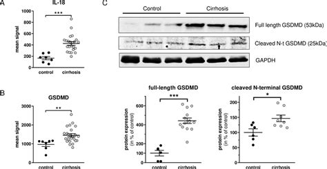 A Gene Expression Of Interleukin IL 18 And B Gasdermin D GSDMD