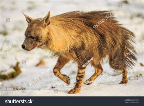 Brown Hyena Portrait Stock Photo 250825081 | Shutterstock