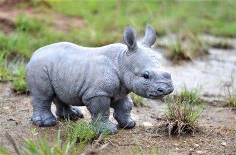 195+ Most Popular Rhinoceros Names - BuzzSharer.com