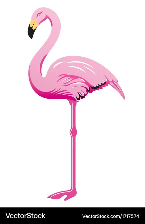 Flamingo Royalty Free Vector Image Vectorstock