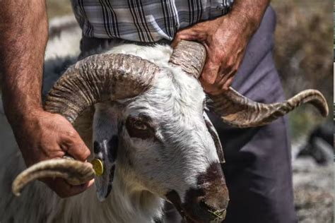 Idul Adha Syarat Sah Hewan Kurban Dan Waktu Penyembelihan