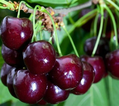 Вишня Дюк "Ночка" (гибрид вишни и черешни) | "Кедр" Питомник растений в СПб