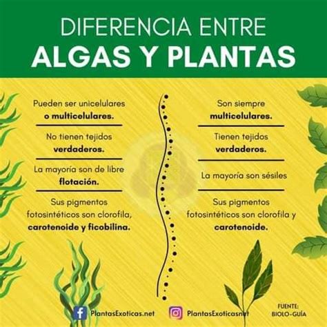 Diferencia Entre Algas Y Plantas Encuentra La Diferencia