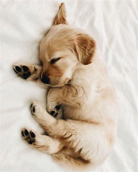 Cute Sleeping Puppies Wallpaper