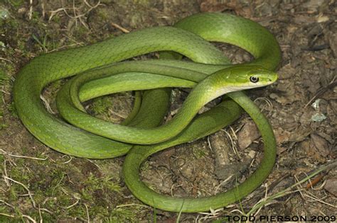 Rough Green Snake Common Snakes Identification Guide For The Houston