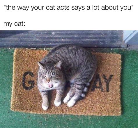 cats are mean :( : memes