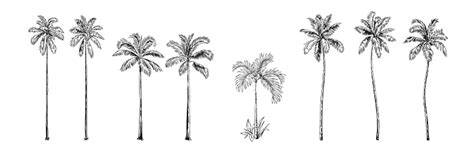 Hand Drawn Black And White Tropical Palm Trees Vector Illustration Set