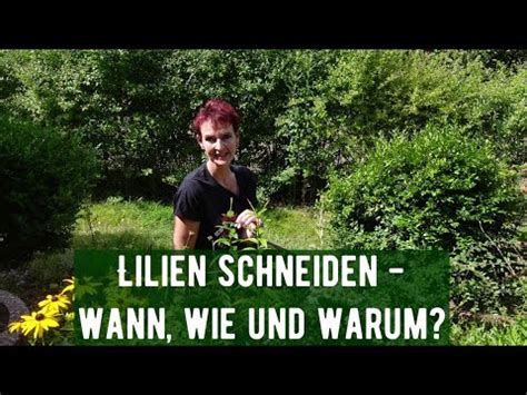 Lilien Schneiden Wann Wie Und Warum YouTube