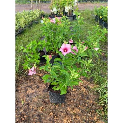 Pokok Bunga Loceng Pink Pokok Bunga Alamanda Pink Thai Shopee Malaysia