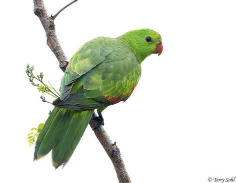 Red Winged Parrot Photos Photographs Pictures