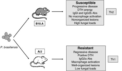 The Resistance Susceptibility Murine Model Of Paracoccidioidomycosis