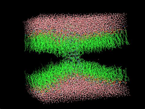 Ligand Protein Complex In Lipid Bilayer Gromacs MD Simulation