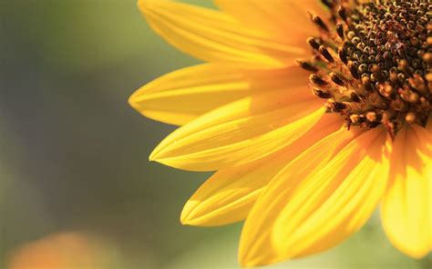 Sunflower Backgrounds - Wallpaper Cave