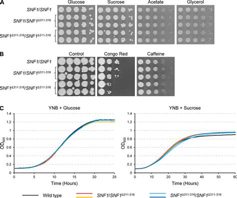 Growth Of Wild Type Strain Sc And Derivatives In Which One Or Both