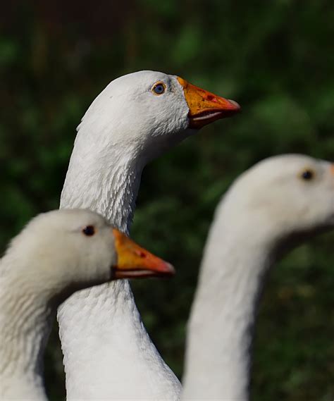 Bakgrundsbilder vinge vit vilda djur och växter näbb fauna liv