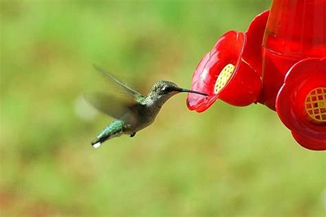 What Time Of Day Do Hummingbirds Feed Here S When Bird Feeder Hub