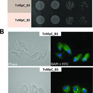 Gain Of Function Phenotype And Cytolocalization Of TvNlpC Genes In T