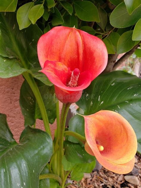 Red Alcatraz Flower in a Garden Stock Image - Image of flora, colorful ...