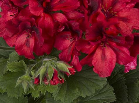 Muškát, pelargonie velkokvětá 'Elegance Franny' - Pelargonium ...