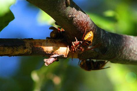 European Hornets Photograph by Kathryn Meyer - Fine Art America