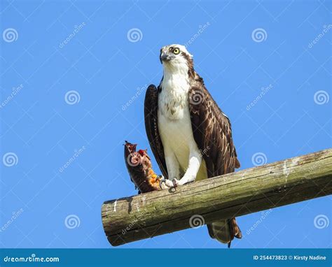 Osprey Perched On Pole Stock Image Image Of Feathers