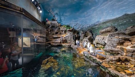 Cincy Obscura: Love on the Rocks at the Cincinnati Zoo - Cincinnati ...