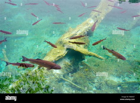 Plitvice Lakes National Park, Croatia, UNESCO Stock Photo - Alamy