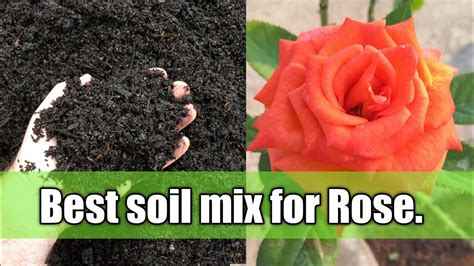 Best Soil Mix For Roses How To Grow Rose Plant In A Pot Youtube