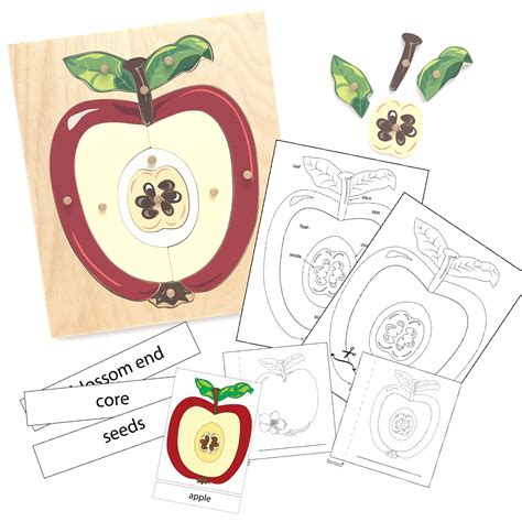 Montessori Apple Nomenclature Puzzle And Printable Bundle Puzzleheads Educational Products