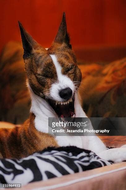 Snarky Face Stock Fotos Und Bilder Getty Images