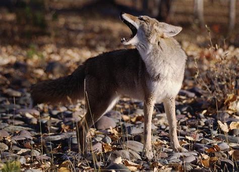 10 Facts You Did Not Know About Coyotes | Animals Zone