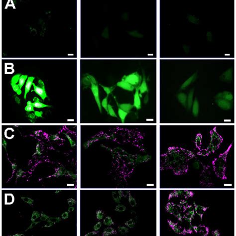 Comparison Of The Sensitivity Of Hl 1 Cells With Different Levels Of Download Scientific