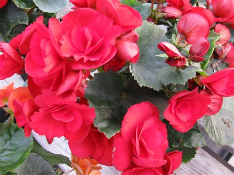 Bégonia Rieger Barkos | Serres Fortier | Flickr
