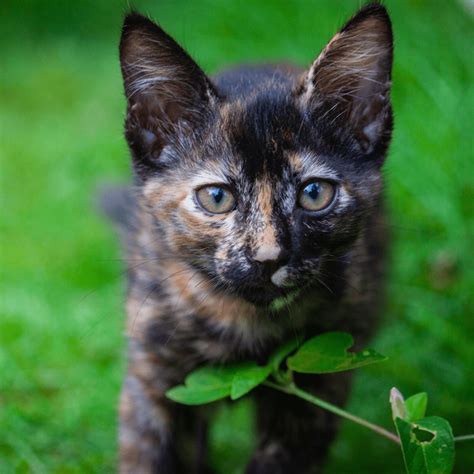 Lilac Tortoiseshell Cat Facts And All You Need To Know ThatCatBlog