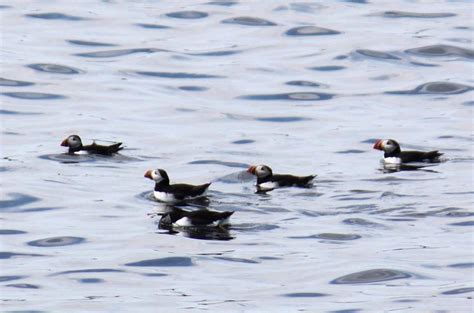 Puffin Watching in Maine