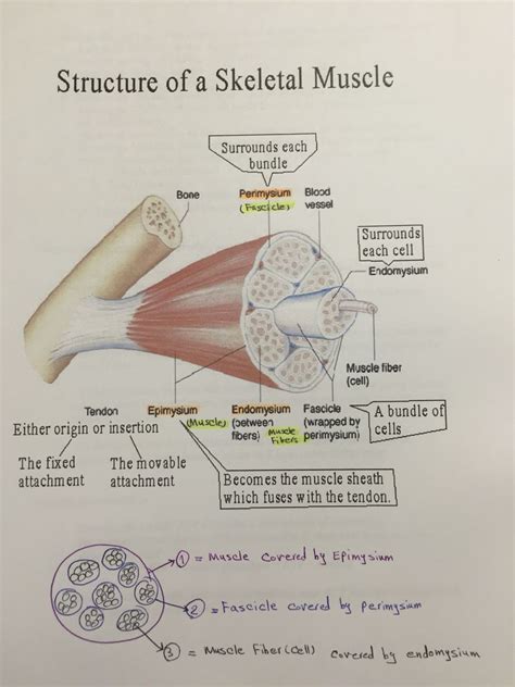 Structure of skeletal muscle: parts covered by connective tissue | Medis