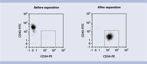 Isolation And Expansion Of Hematopoietic Stem Cells Miltenyi Biotec