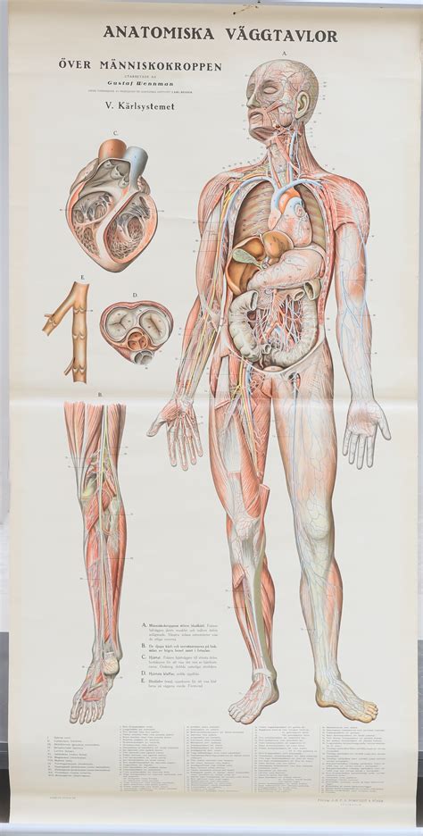 Bilder F R Skolplansch Anatomiska V Ggtavlor P A Nordstedt