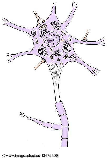 Illustration Of A Motor Neuron Illustration Of A Motor Neuron Showing