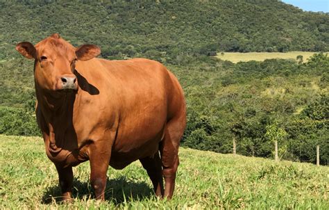 Tudo Sobre O Senepol Uma Das Ra As Bovinas Que Mais Cresce