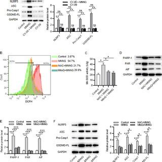 Mnng Induces Parthanatos In Mouse Hl Cardiomyocytes Ab Hl