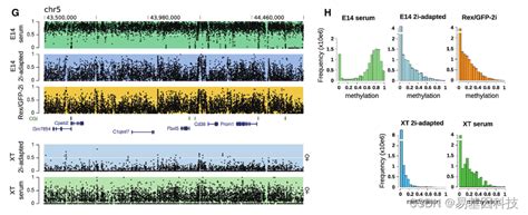 Dna Metilene Dmrs Csdn