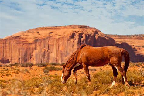 Horse In The Desert Photograph by Susan Schmitz