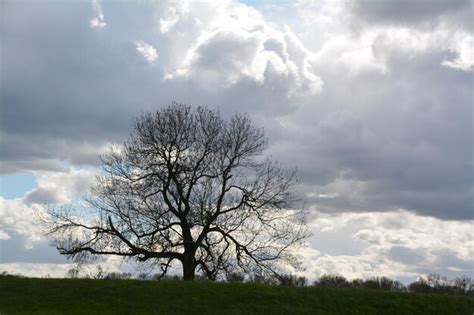 Premium Photo Bare Tree On Grassy Field Against Cloudy Sky