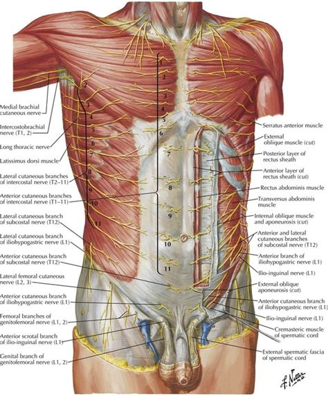 4 Abdomen Basicmedical Key